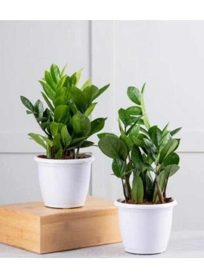 20 PCS Zamia Seeds Golden Money Lucky Tree Seeds For Home Indoor Planting - Image 2