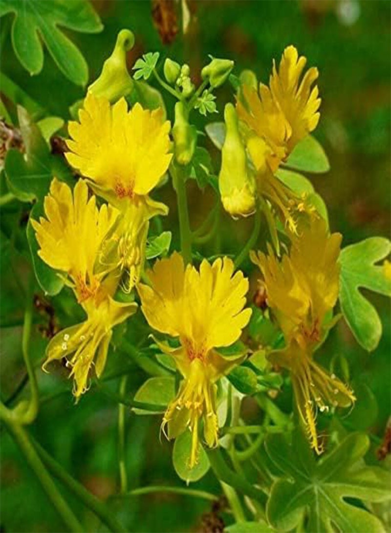 بذور زهرة الكناري المتسلق - تروبايولوم بيريجرينوم، المعروفة أيضًا باسم الكبوسين، للزراعة في حديقة المنزل باستخدام مشعل ثقيل، 15 بذرة