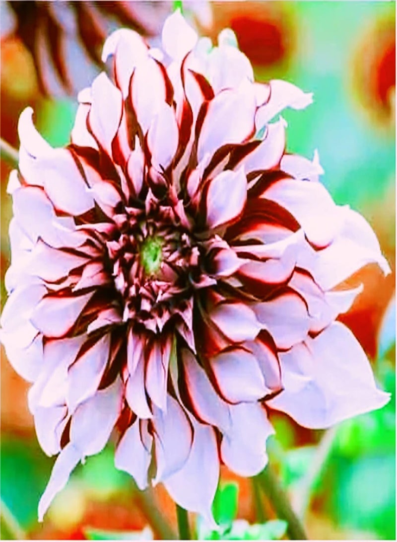 GGOOT Can be Planted All Year Round/Dahlia Seeds/Perennial Plants/Extraordinary Flowers/Long Flowering period-75 PCS,d