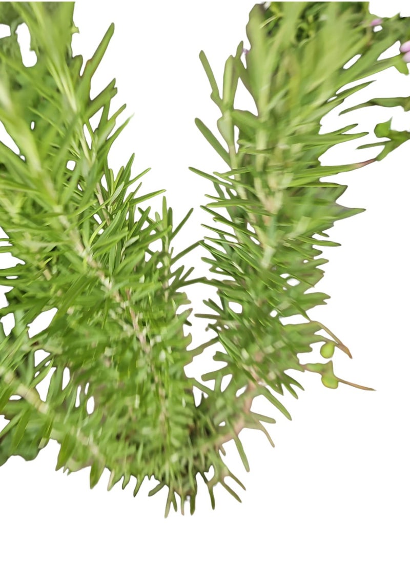 Rosemary Natural Tree