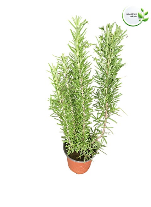 Rosemary Natural Tree