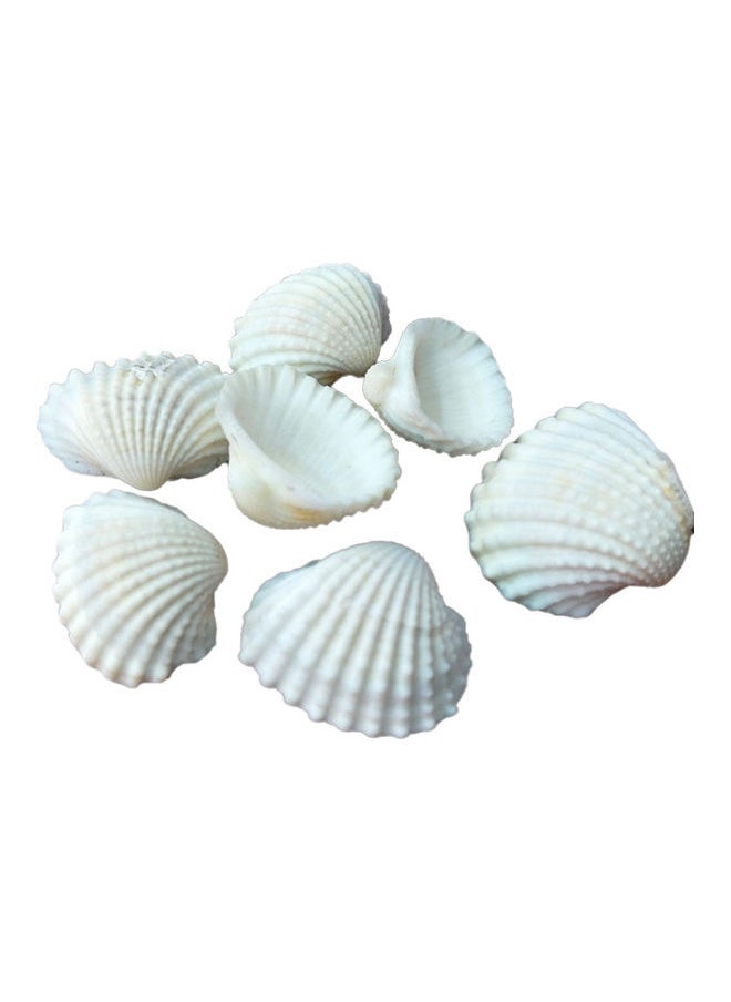 NIBEMINENT Varied Size Seashells Mixed for Beach Theme White 20.00 x 5.00 15.00cm  - Image 1
