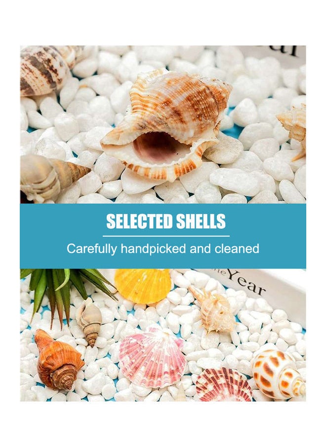 NIBEMINENT Varied Size Seashells Mixed for Beach Theme White 20.00 x 5.00 15.00cm  - Image 2