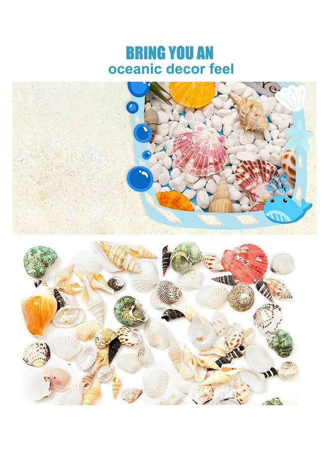 NIBEMINENT Varied Size Seashells Mixed for Beach Theme White 20.00 x 5.00 15.00cm  - Image 3