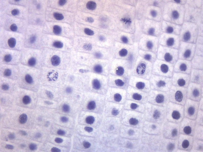 EISCO Onion Mitosis, Prepared Microscope Slide - 75 x 25mm - Plant Mitosis, Introductory Microscopy - Image 2