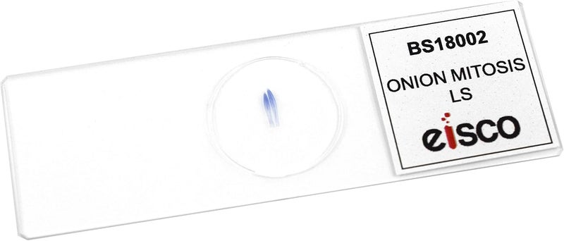 EISCO Onion Mitosis, Prepared Microscope Slide - 75 x 25mm - Plant Mitosis, Introductory Microscopy - Image 3
