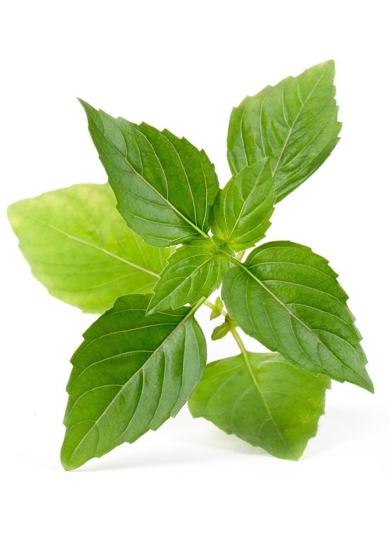 Veritable® Lingots® Collection Thai Basil - Organic - Essential aromatic herbs Organic Seeds - Made in France