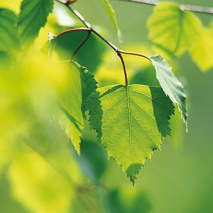 Weleda Birch Body Scrub 150 ml - Image 4