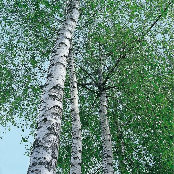 Weleda Birch Body Scrub 150 ml - Image 5