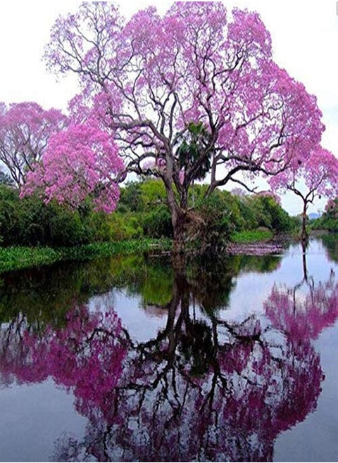 200 Pcs Best Paulownia Empress Tree Seeds Romantic Flower Great Aroma Fast Growing