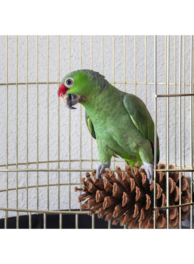 إرفاق الطيور الصنوبر - إرفاق الطيور الصنوبرية الطبيعية لتغذية القفص ، إرفاق الطيور الصغيرة ، لعب الطيور لجلود النمر ، طيور حب الطيور - Image 3