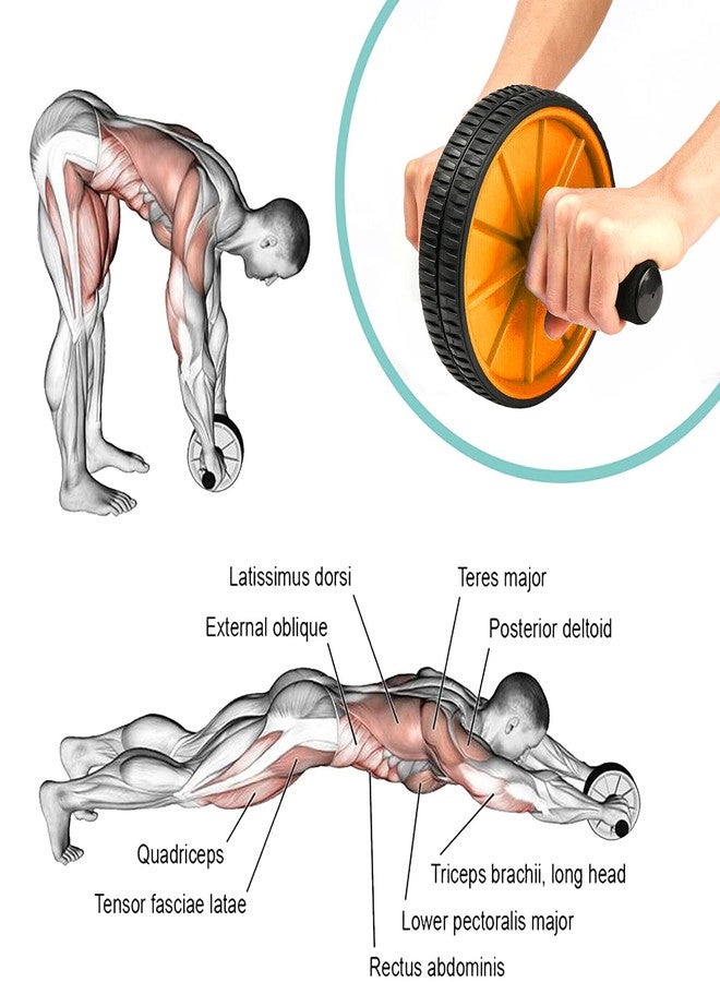 FirstFit Professional Ab Roller Wheel & Latex Resistance Bands Set Combo for Home Gym - Abs Workout Equipment, Physiotherapy, Pull Up Assist, Core Exercise & Strength Training for Men & Women - Image 5