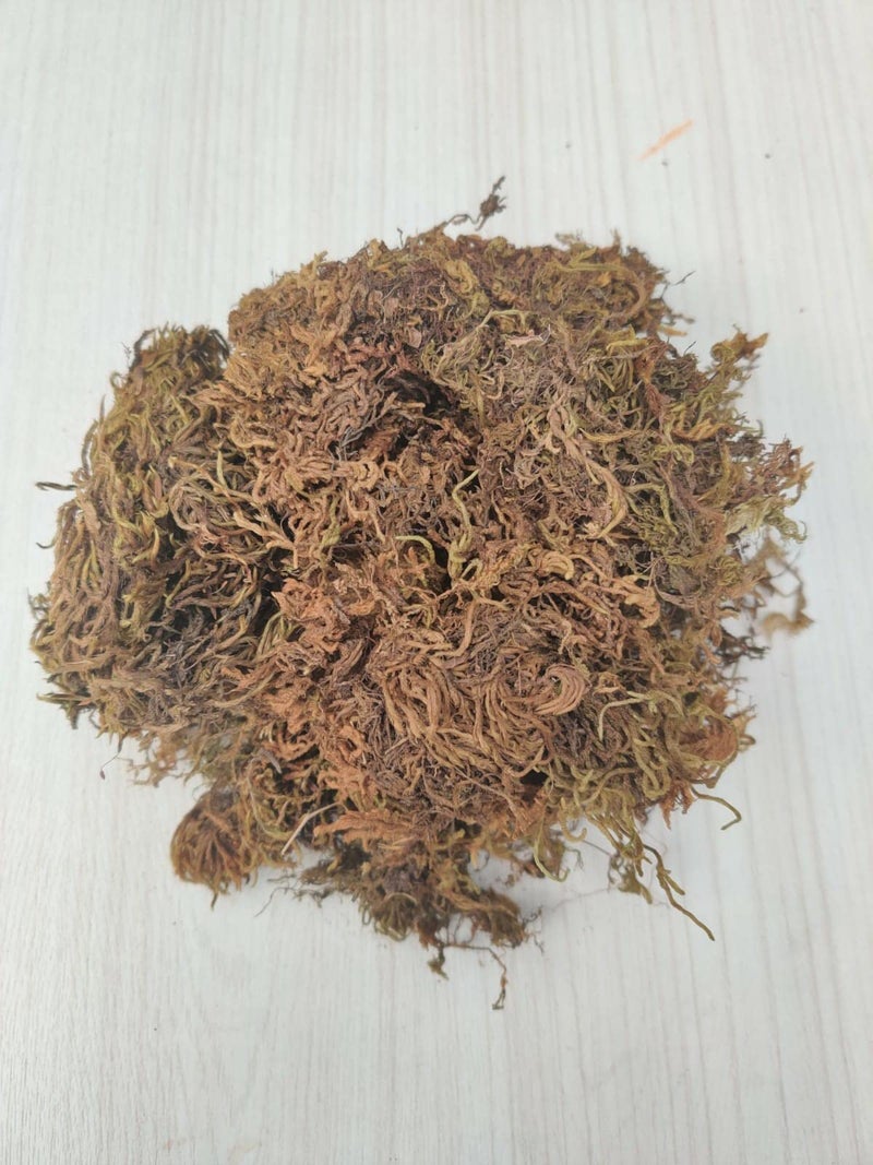 CAPPL Sphagnum Moss 1kg (Multicolour) | Moss for Terrarium, Aquarium, Seed Starting & Orchid Potting | Media for Plants & Soil Moisture Retention - Image 2