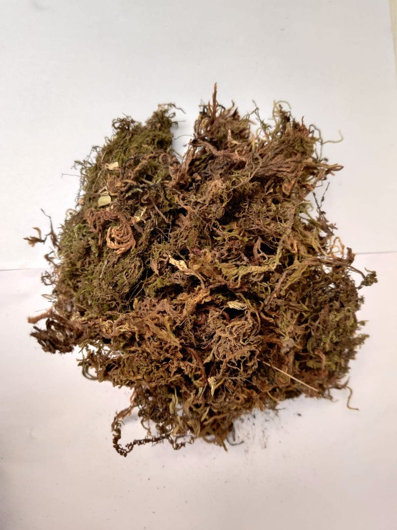 CAPPL Sphagnum Moss 1kg (Multicolour) | Moss for Terrarium, Aquarium, Seed Starting & Orchid Potting | Media for Plants & Soil Moisture Retention - Image 1