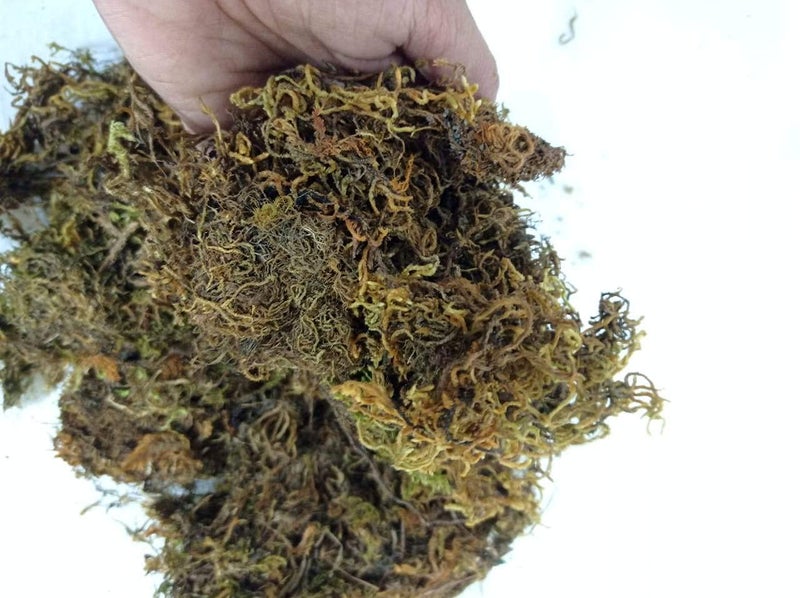 CAPPL Sphagnum Moss 1kg (Multicolour) | Moss for Terrarium, Aquarium, Seed Starting & Orchid Potting | Media for Plants & Soil Moisture Retention - Image 3
