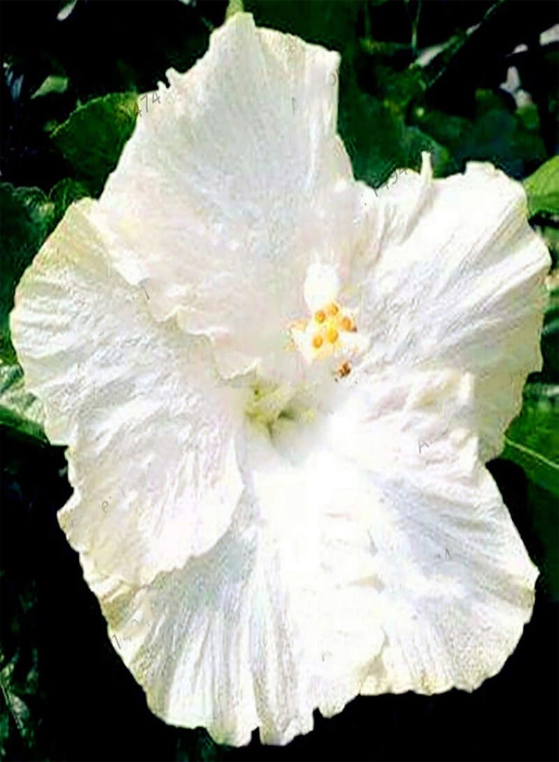 GGOOT 300Pcs/Bag Hibiscus Seeds Gorgeous Giant Shape Mixing Color Rustic Flower Seeds for Balcony Plant Garden Seeds Hibiscus Seeds# - Image 3