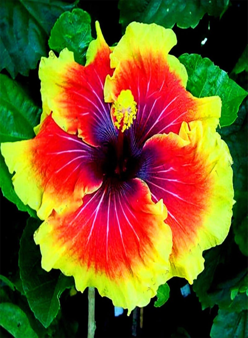 GGOOT 300Pcs/Bag Hibiscus Seeds Gorgeous Giant Shape Mixing Color Rustic Flower Seeds for Balcony Plant Garden Seeds Hibiscus Seeds# - Image 1