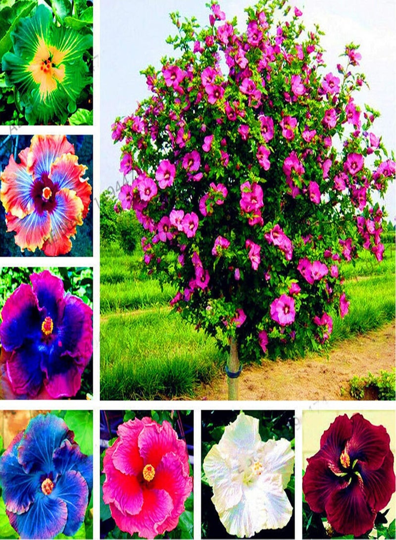 GGOOT 300Pcs/Bag Hibiscus Seeds Gorgeous Giant Shape Mixing Color Rustic Flower Seeds for Balcony Plant Garden Seeds Hibiscus Seeds# - Image 2