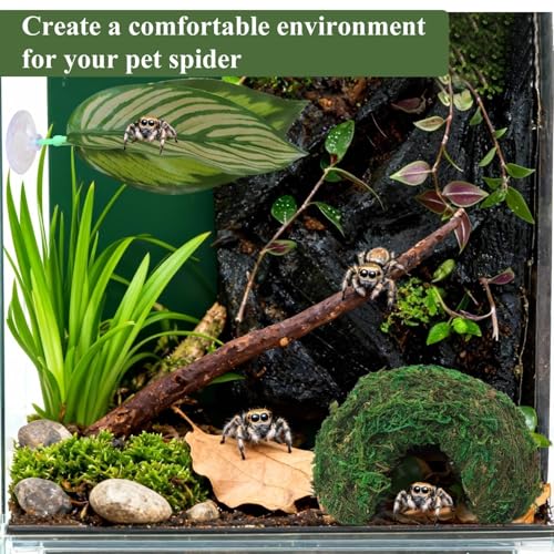Hollima Big Jumping Spider Hide Kit, Jumping Spider Enclosures Habitat Accessories, Climbing Spiders Resting Hideout with Suction Cup Rope Bridge Leaf Ledge for Tarantula Small Insects - Image 5
