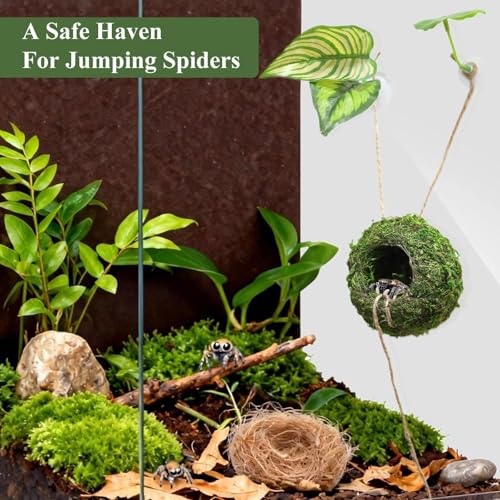 Hollima Big Jumping Spider Hide Kit, Jumping Spider Enclosures Habitat Accessories, Climbing Spiders Resting Hideout with Suction Cup Rope Bridge Leaf Ledge for Tarantula Small Insects - Image 4