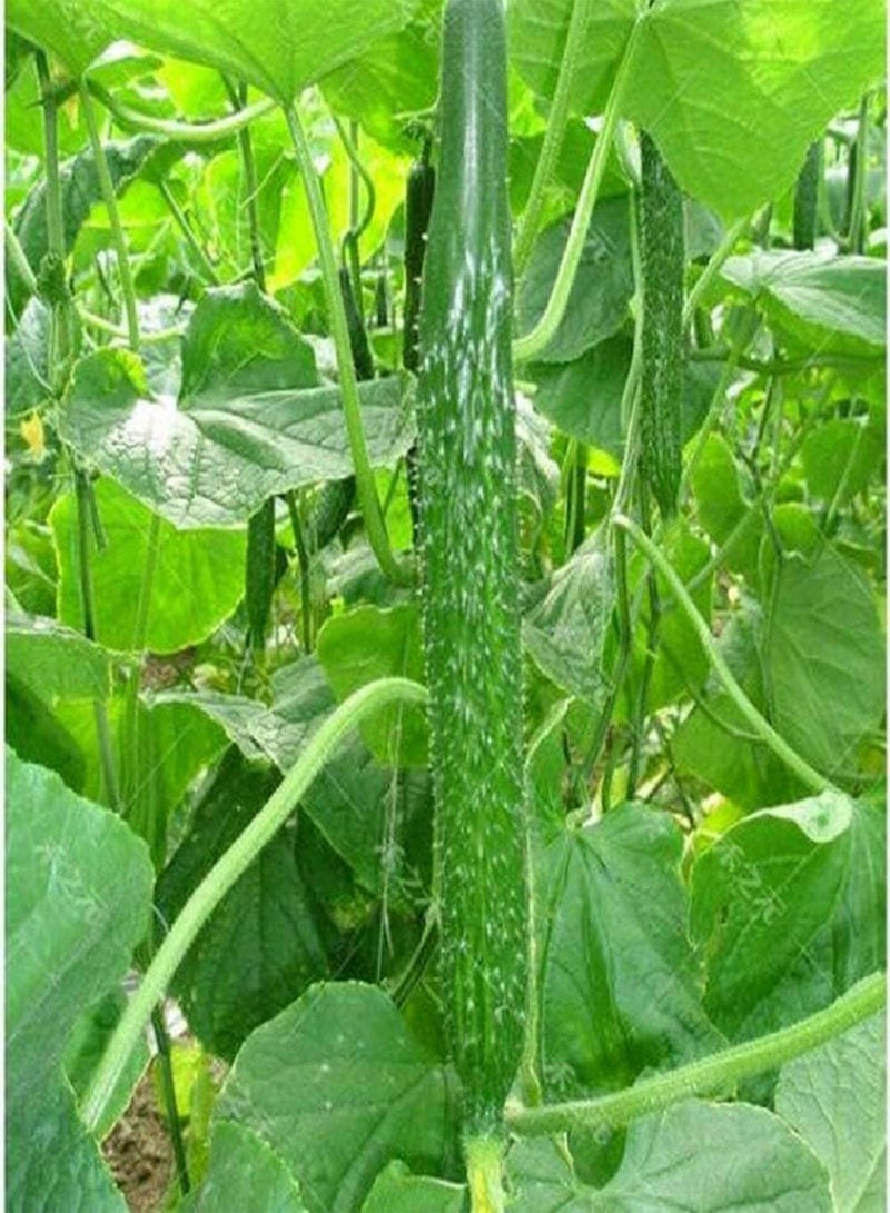 GGOOT 30 Gurkensamen für Familienbetriebe die reines natürliches grünes Gemüse pflanzen Einfach zu pflanzen wartungsarm genießen Sie die Freude an der Ernte - Image 3