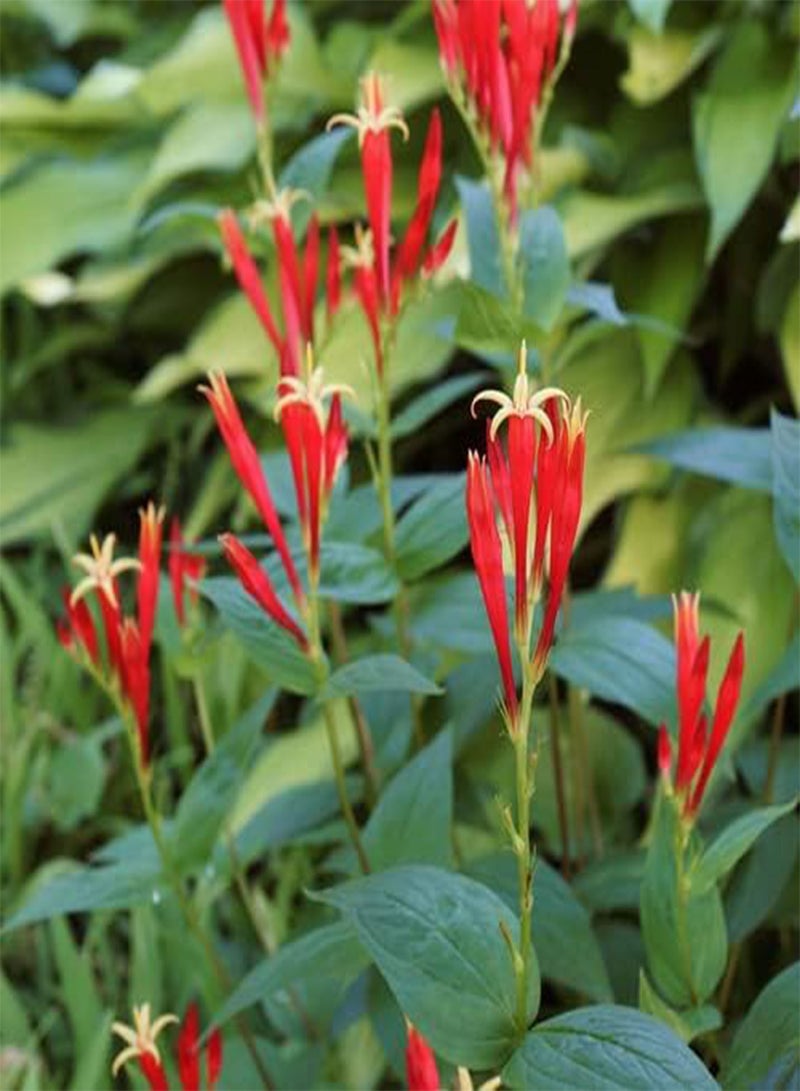 GGOOT Flowering Perennials Plants (PKD) Bare Root, Indian Pink Plant