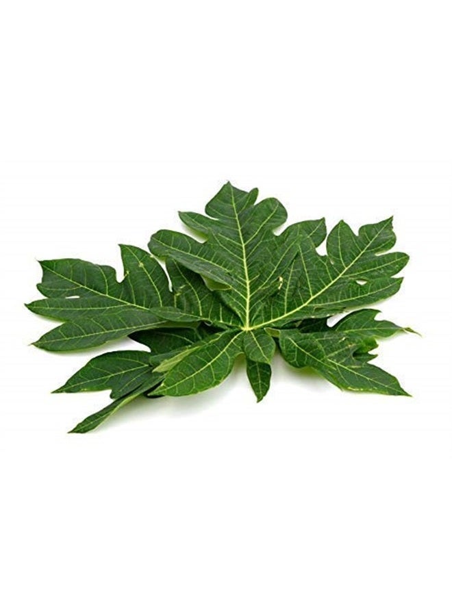 bixa BOTANICAL مسحوق أوراق البابايا (كاركا بابايا) | عشبة أيورفيدا للهضم وزيادة الصفائح الدموية، مكمل عشبي (1 رطل / 16 أونصة) - Image 4