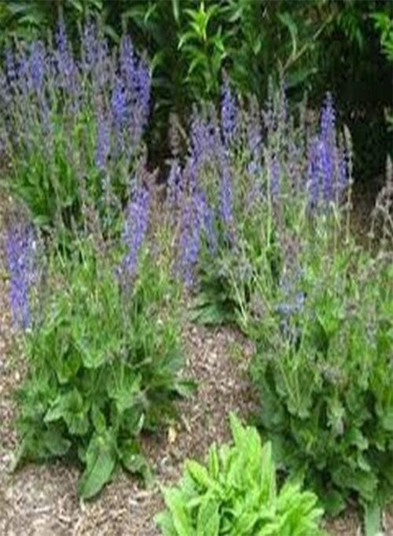 جي جوت سالفيا-براتنسيس بلو- 50 بذرة - Image 2