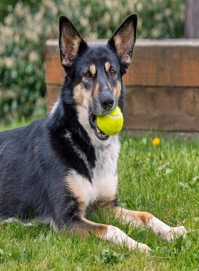 Pet Factory 2-Pack Logical Pet 2.5" Tennis Balls Dog Toy Set - Fluorescent Yellow, Set of 2 - Image 2