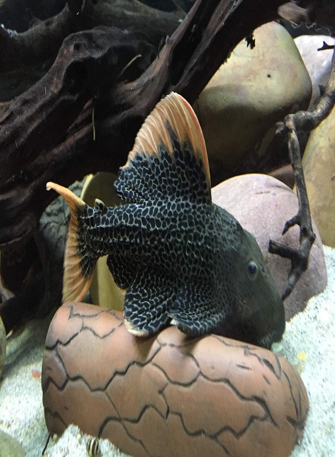 Plecoceramics زينة سيراميكية كبيرة على شكل كهف لتربية سمك البليكو، مناسبة لأحواض السمك (قطعة واحدة كبيرة) - Image 5