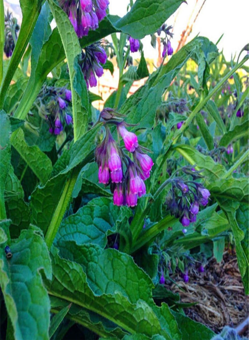 GGOOT 100Pcs Medicinal Healing Herb Comfrey Radix Lithospermi Seeds Easy to Plant Garden Yard Plant - Image 1