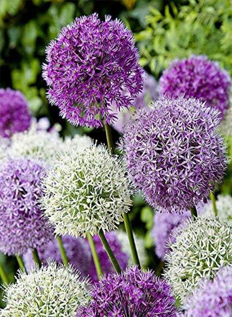 GGOOT seeds Fresh 30pcs Giant Onion Allium giganteum Flower Seeds for Planting Blue Mix