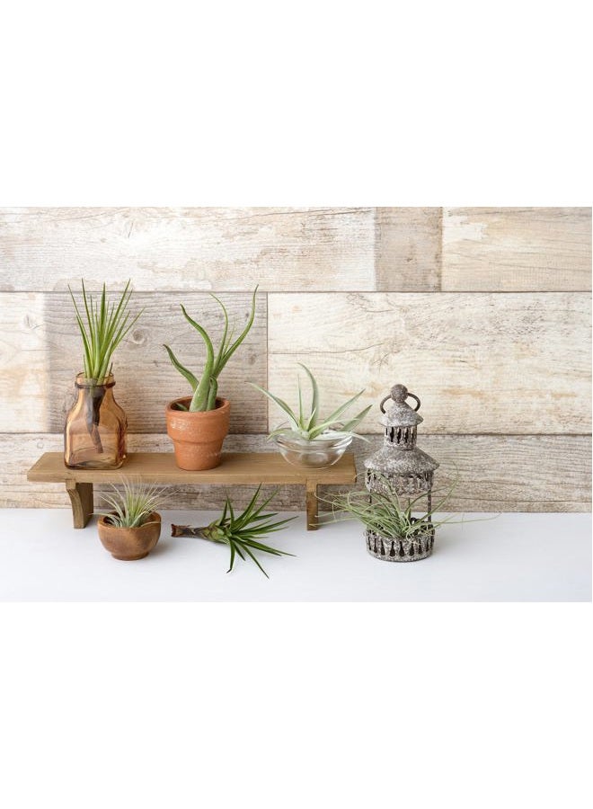 Plants for Pets نباتات الهواء تيلاندسيا حية نباتات داخلية (6 عبوات) ، مجموعة نباتات متنوعة من الهواء ، نباتات استوائية حية للنباتات المنزلية ، نباتات هوائية حية ونباتات عصارية حية للنباتات المنزلية من نباتات للحيوانات الأليفة - Image 3