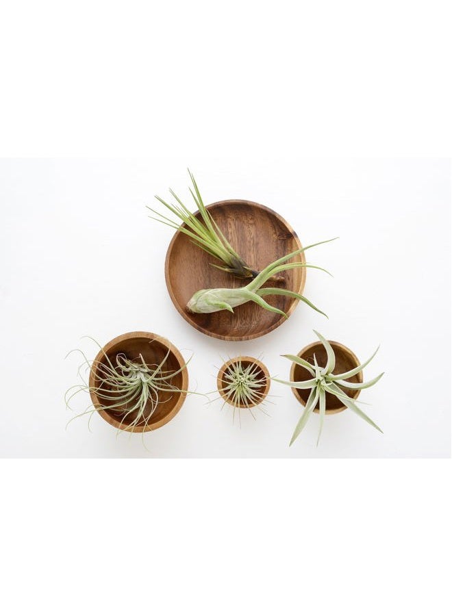 Plants for Pets نباتات الهواء تيلاندسيا حية نباتات داخلية (6 عبوات) ، مجموعة نباتات متنوعة من الهواء ، نباتات استوائية حية للنباتات المنزلية ، نباتات هوائية حية ونباتات عصارية حية للنباتات المنزلية من نباتات للحيوانات الأليفة - Image 2