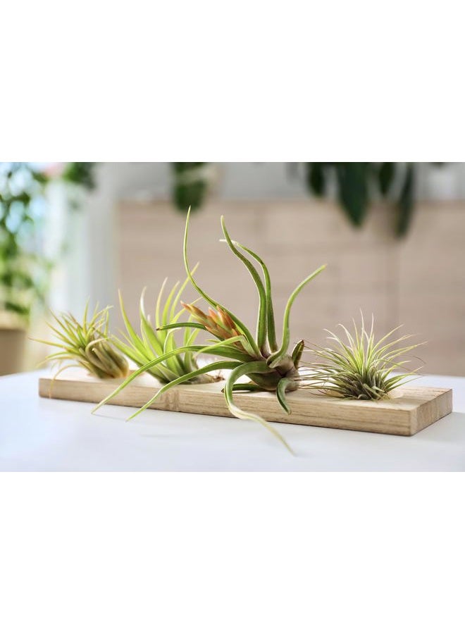 Plants for Pets نباتات الهواء تيلاندسيا حية نباتات داخلية (6 عبوات) ، مجموعة نباتات متنوعة من الهواء ، نباتات استوائية حية للنباتات المنزلية ، نباتات هوائية حية ونباتات عصارية حية للنباتات المنزلية من نباتات للحيوانات الأليفة - Image 4