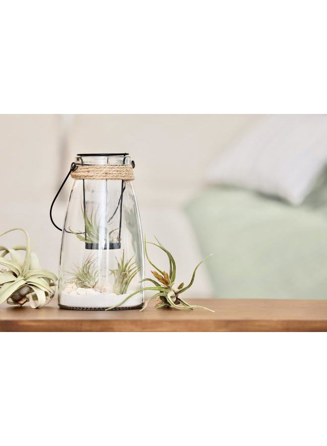 Plants for Pets نباتات الهواء تيلاندسيا حية نباتات داخلية (6 عبوات) ، مجموعة نباتات متنوعة من الهواء ، نباتات استوائية حية للنباتات المنزلية ، نباتات هوائية حية ونباتات عصارية حية للنباتات المنزلية من نباتات للحيوانات الأليفة - Image 5