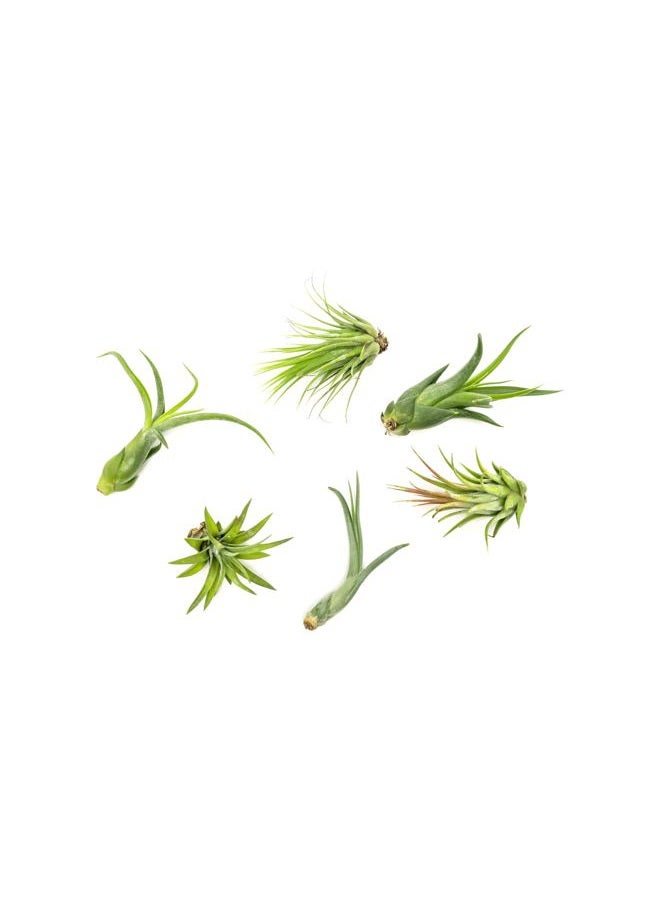 Plants for Pets نباتات الهواء تيلاندسيا حية نباتات داخلية (6 عبوات) ، مجموعة نباتات متنوعة من الهواء ، نباتات استوائية حية للنباتات المنزلية ، نباتات هوائية حية ونباتات عصارية حية للنباتات المنزلية من نباتات للحيوانات الأليفة - Image 1