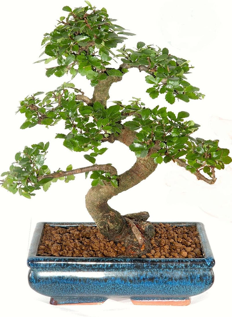 جي جوت شجرة الدردار الصينية (Ulmus Parviflora) 30+ بذرة بونساي - Image 1