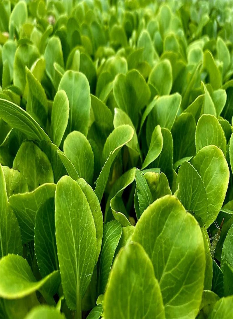 GGOOT Pak Choi Plug Plants "Grow Your Own" Salad Plants (6) - Image 4