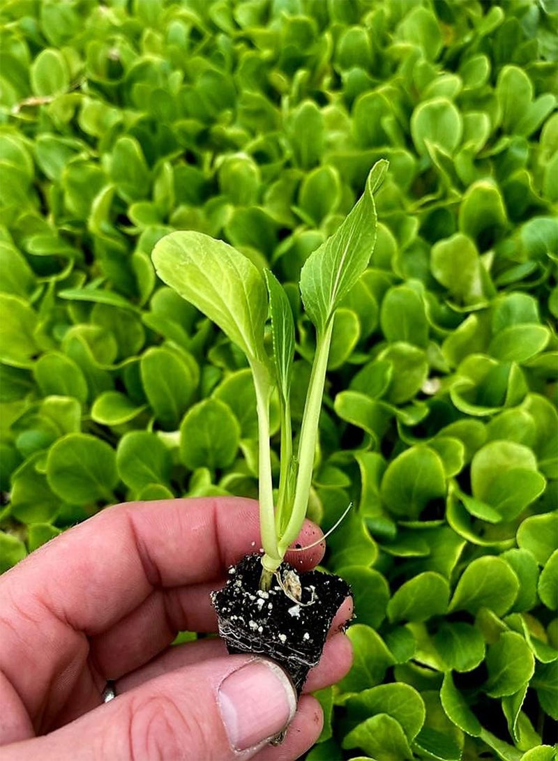 GGOOT Pak Choi Plug Plants "Grow Your Own" Salad Plants (6) - Image 3