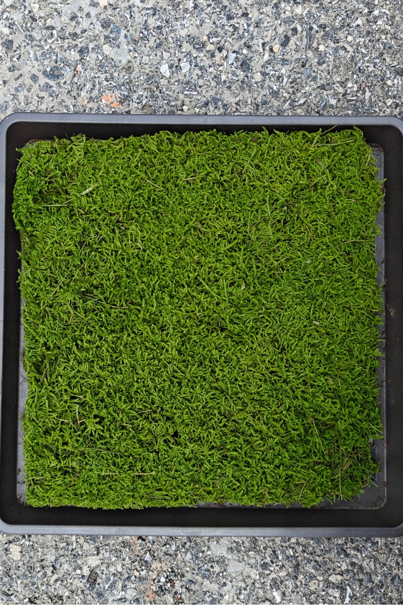 RYK-Natural Preserved Dried Feather Moss， Handmade, elegant moss wall decoration - zero maintenance, perfect for home, office, and wedding venues - Image 1