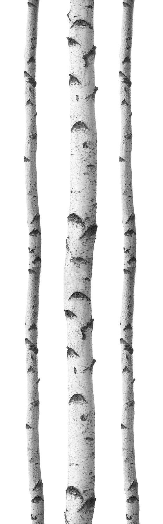 WallPops DWPK2756 SSilver Birches Wall Art Kit, White & Off-White - Image 4