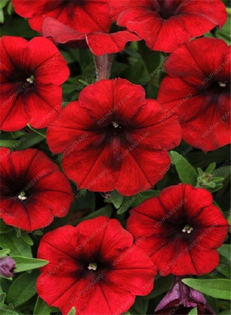 GGOOT 100 Seed 9 Colors Calibrachoa Organic Petunia Seed Mixed 'Garden Petunia' Very Beautiful Flower Seed-Land Miracle Clear - Image 4