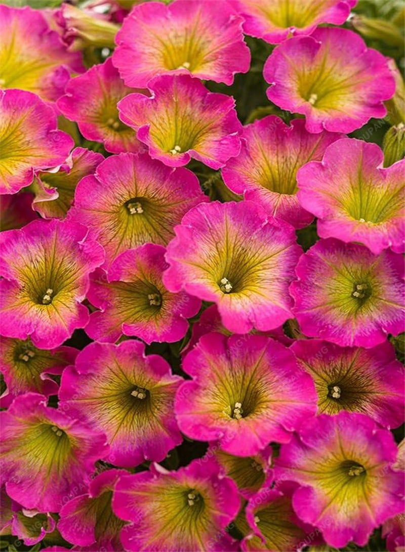 GGOOT 100 Seed 9 Colors Calibrachoa Organic Petunia Seed Mixed 'Garden Petunia' Very Beautiful Flower Seed-Land Miracle Clear - Image 3