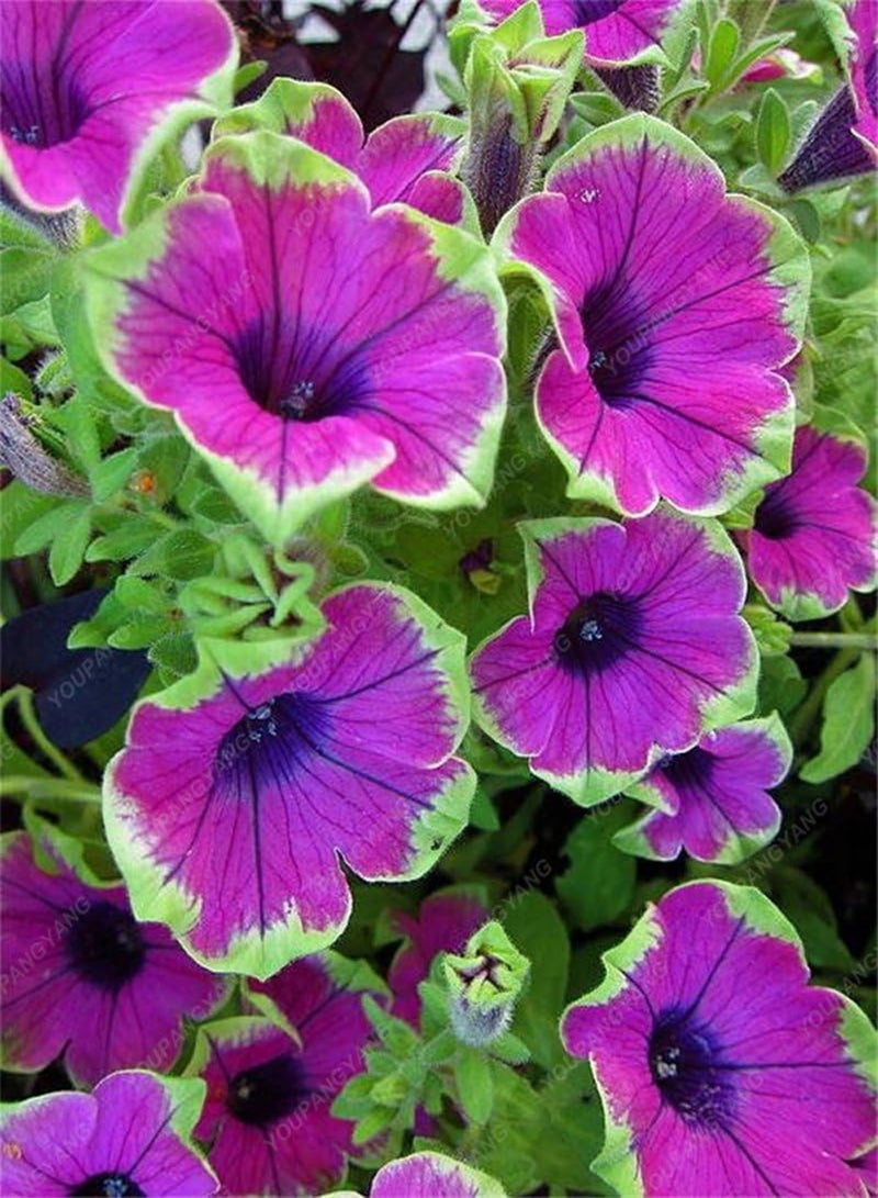 GGOOT 100 Seed 9 Colors Calibrachoa Organic Petunia Seed Mixed 'Garden Petunia' Very Beautiful Flower Seed-Land Miracle Clear - Image 2