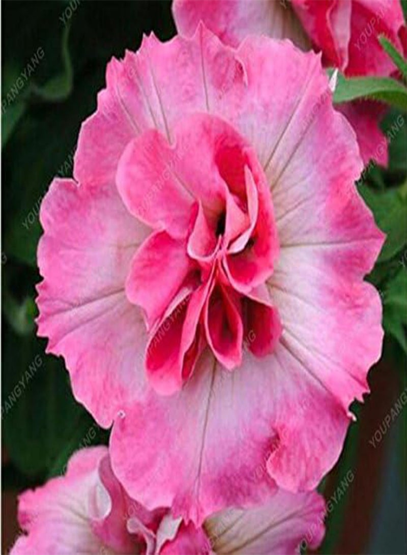 GGOOT 100 Seed 9 Colors Calibrachoa Organic Petunia Seed Mixed 'Garden Petunia' Very Beautiful Flower Seed-Land Miracle Clear - Image 1