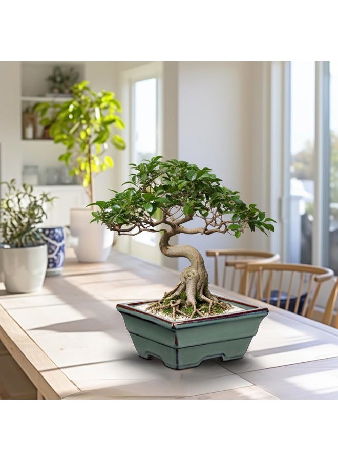 Villa Como Ceramic Bonsai Pots with Drainage Hole Set of 2, Green Glazed Bonsai Planters for Indoor/Outdoor Use, Rectangular Shallow Bonzai Tree Pot for Succulent, Orchids, Cacti, Home, Patio, Garden, 6.3"x4.9" - Image 5