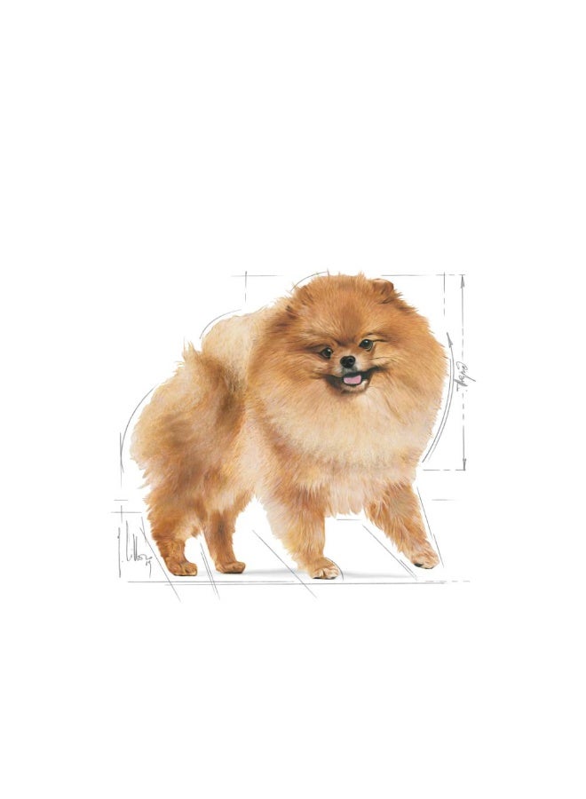 رويال كانين تغذية صحة السلالة - بوميرانيان بالغ - 1.5 كجم - Image 3