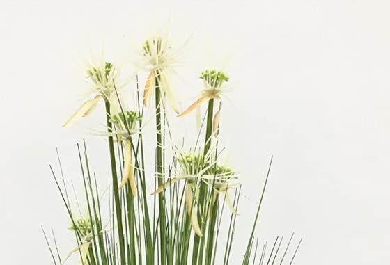 FOX & FERN FOX FERN Artificial Sunny Grass Plant with Pot Elevate Any Corner of Your HomeGarden Best for Gifting Party Wedding and Home Decor Ht 36 - Image 2