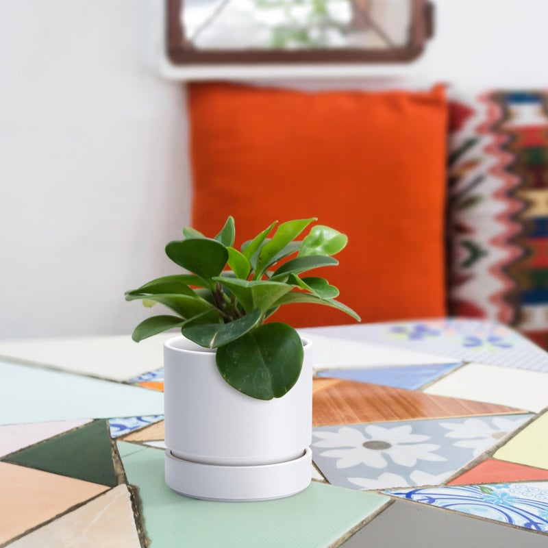 Phoenix Vine 4 Inch Planter Pot with Drainage Hole & Saucer, Deep Water Catch Tray, Straight Cylindrical Round Pot for Plants, Matte White, Pack of 1, 23-B-R-1 - Image 4